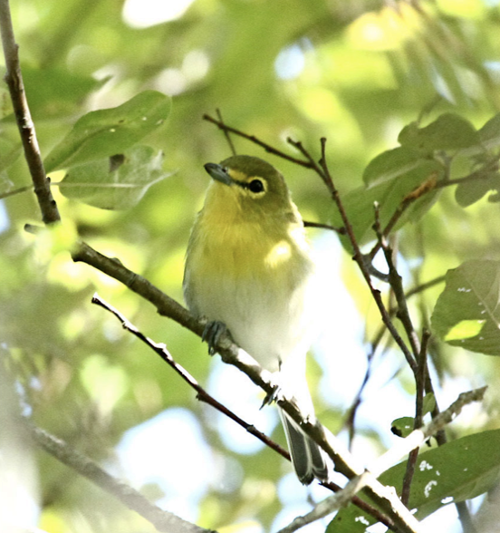 Yellow-throated Vireo - ML373541611
