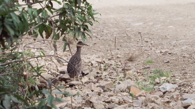 ハシナガシギダチョウ - ML373541681