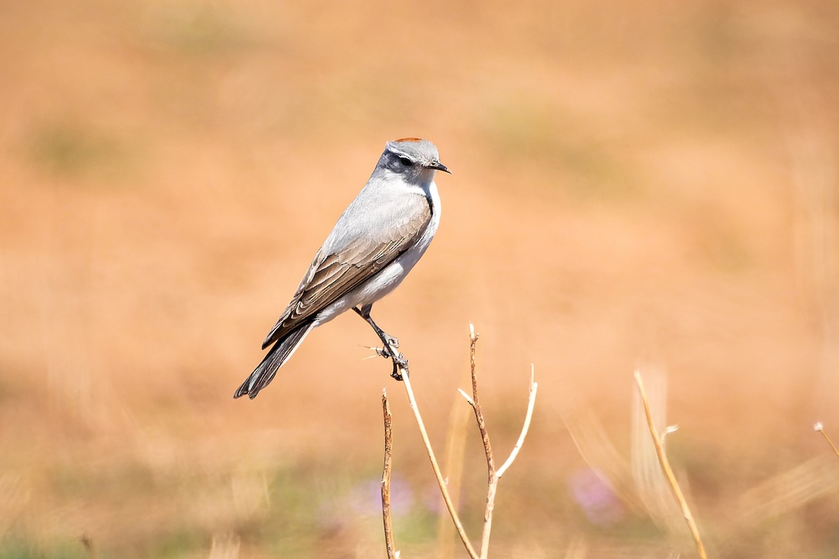 Rufous-naped Ground-Tyrant - Benjamin Figueroa