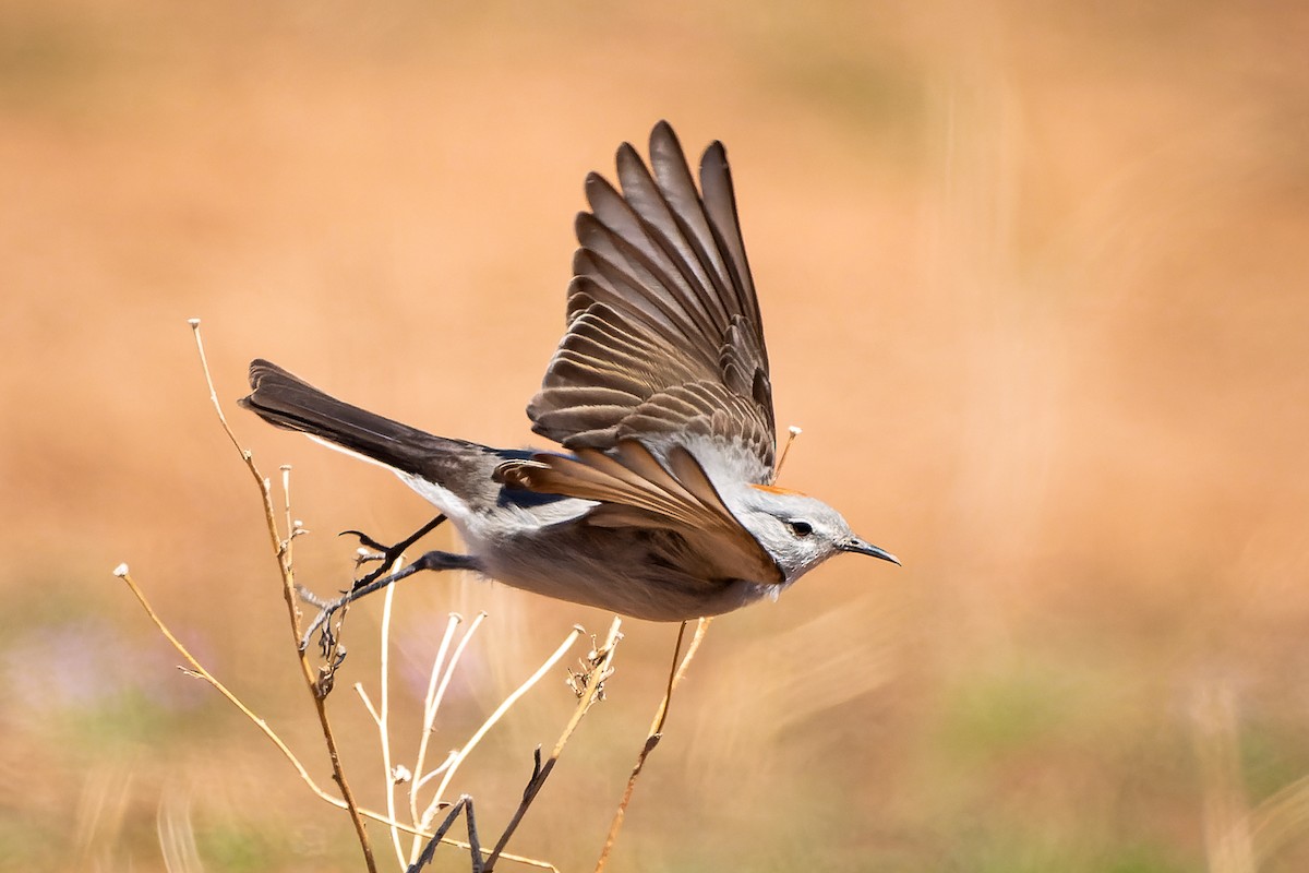 Rufous-naped Ground-Tyrant - Benjamin Figueroa