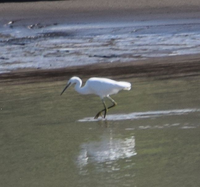 Snowy Egret - ML373544801