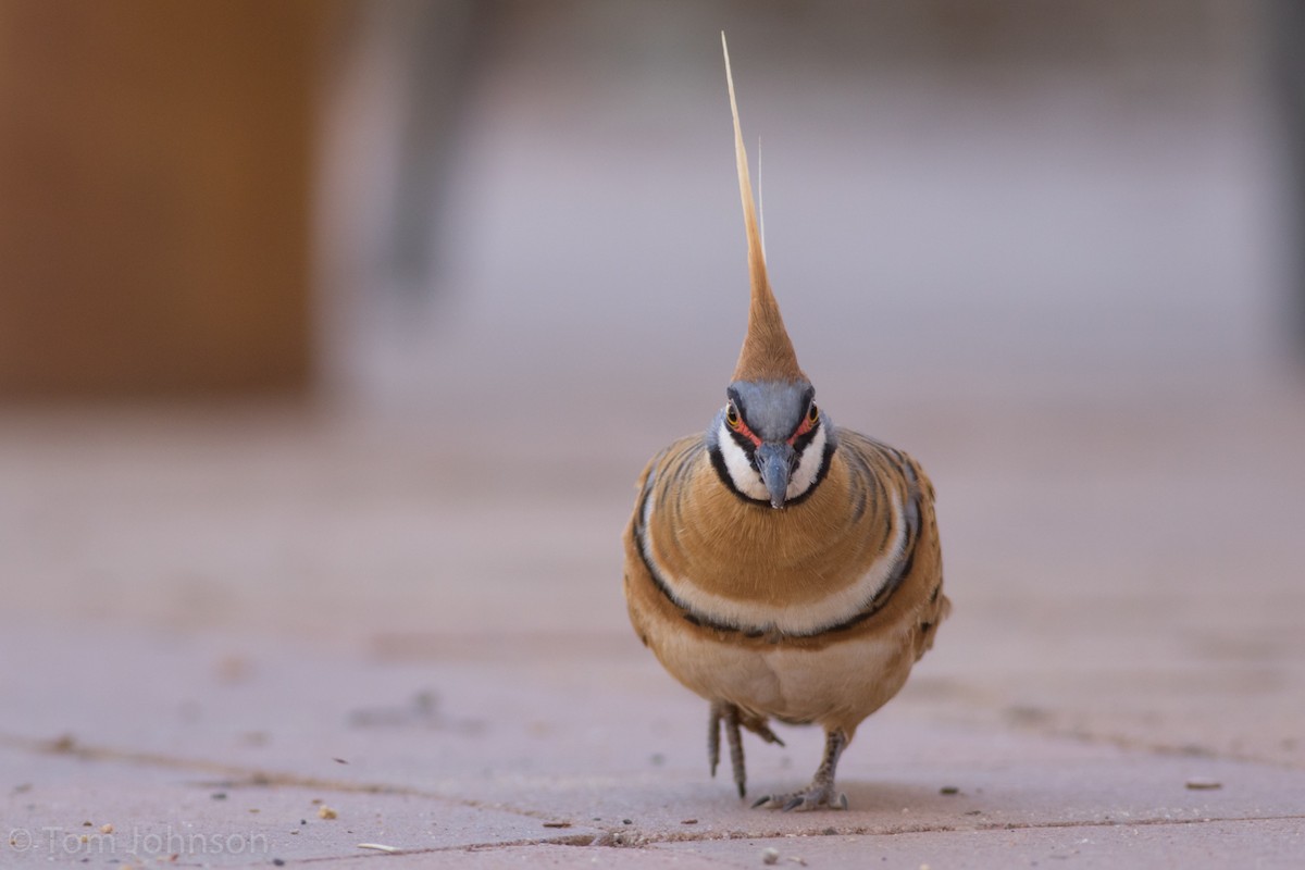 Spinifex Pigeon - Tom Johnson