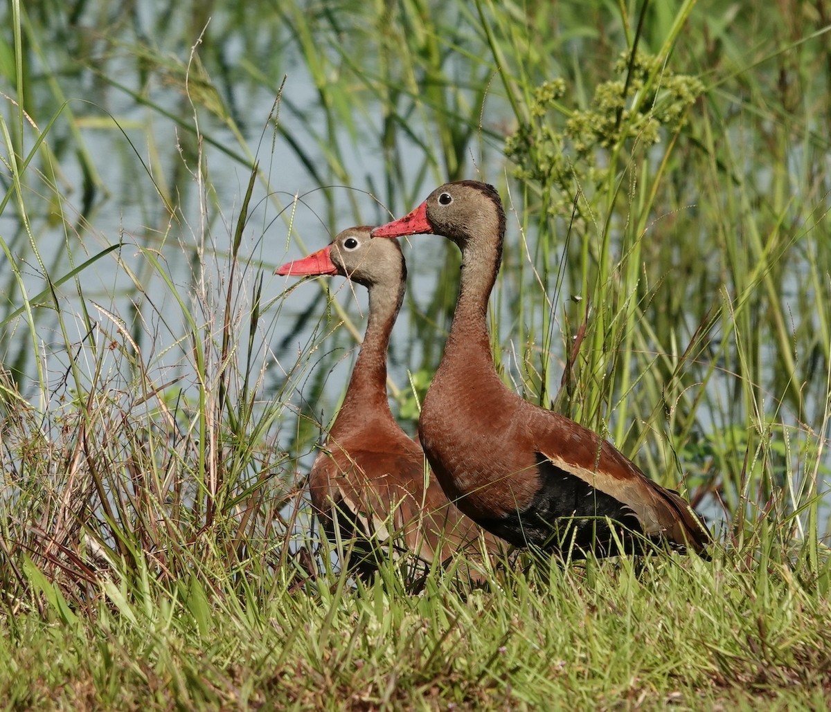 Black-bellied Whistling-Duck - Kathryn Young