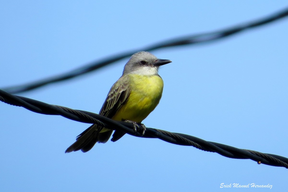 Tropical Kingbird - ML373547461