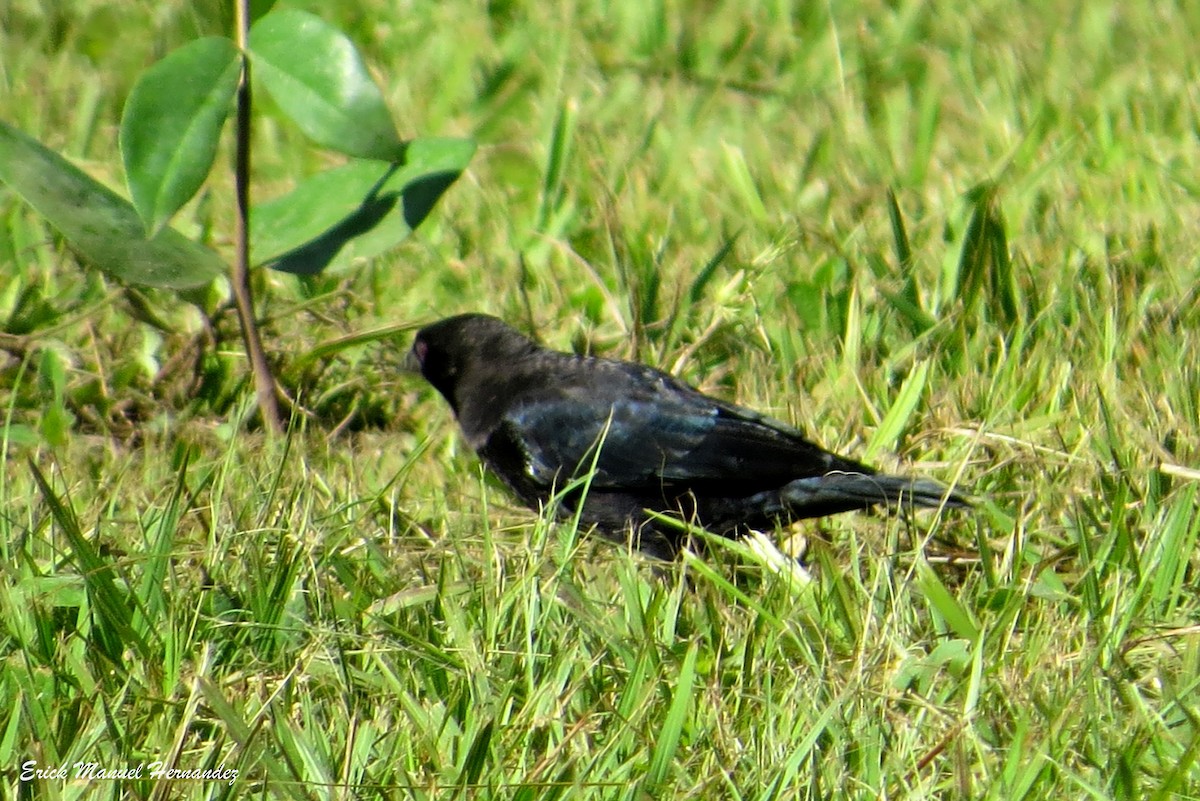 Bronzed Cowbird - ML373547581