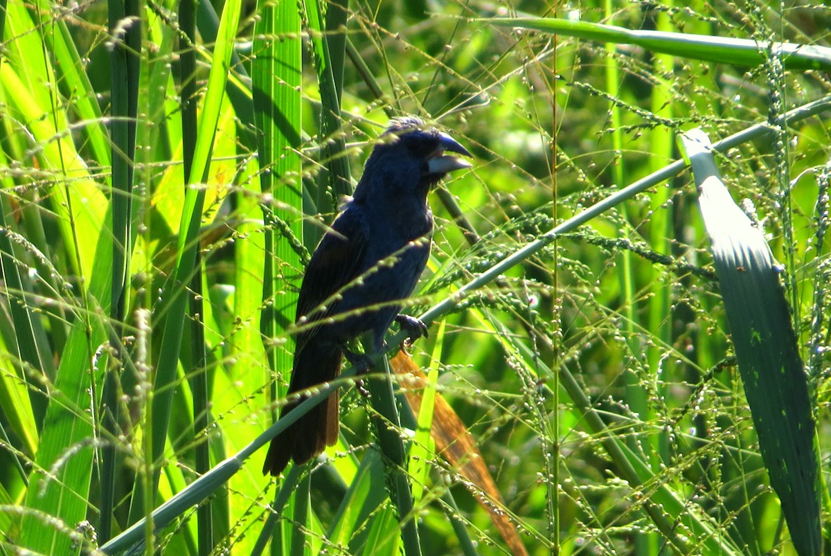 Blue Grosbeak - ML373547651