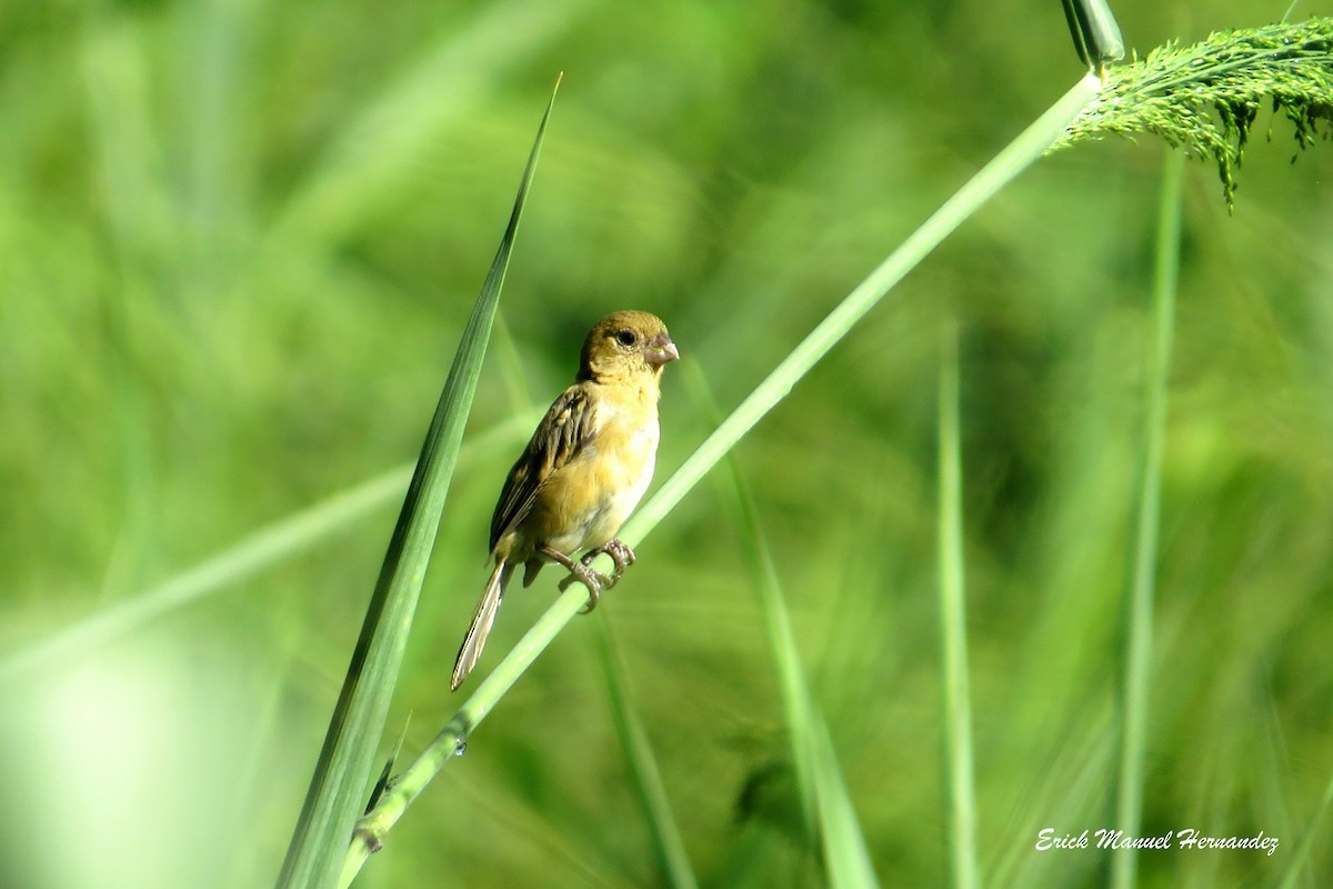 Morelet's Seedeater - Erick Hernandez