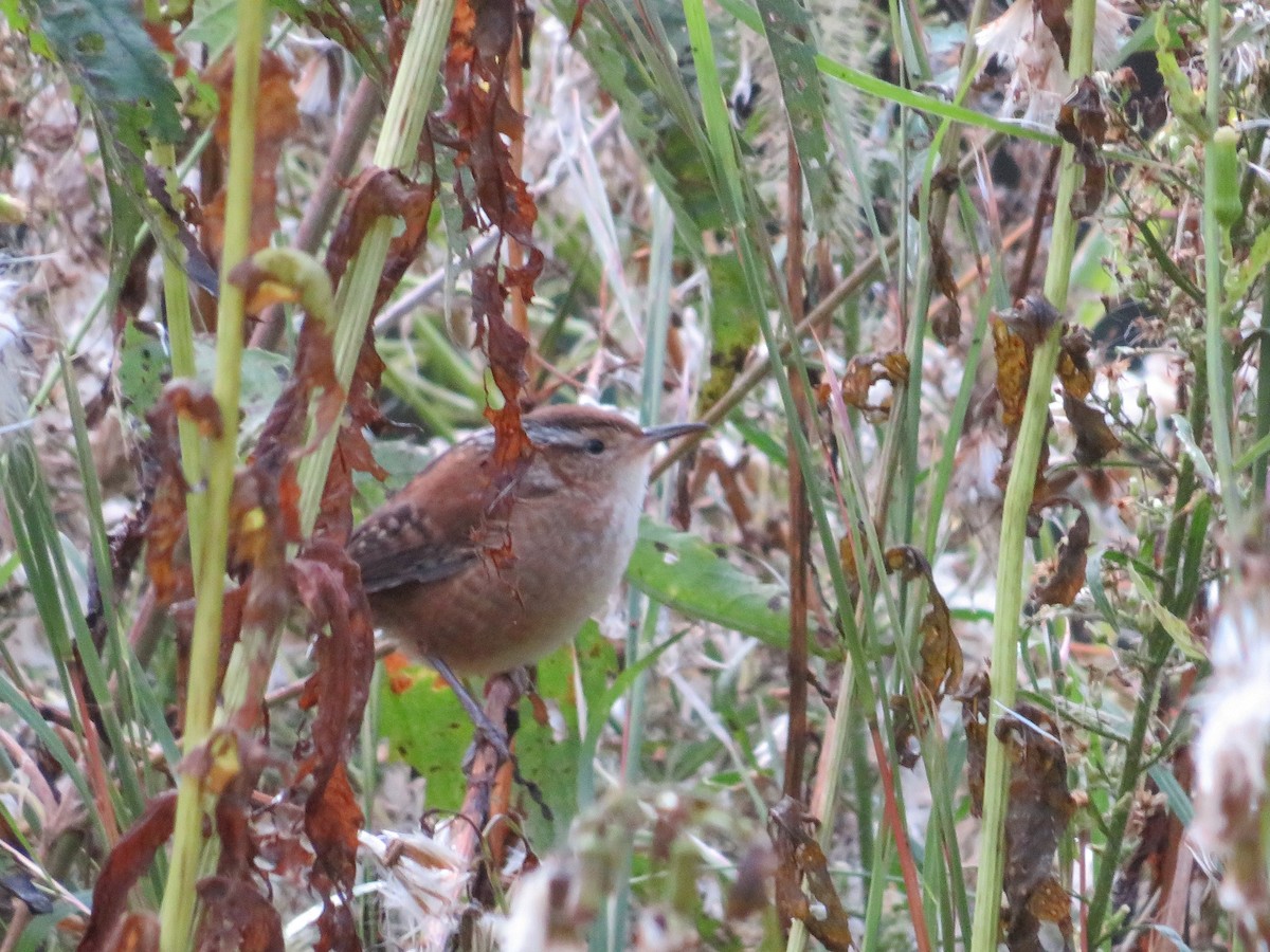 Marsh Wren - ML373548071