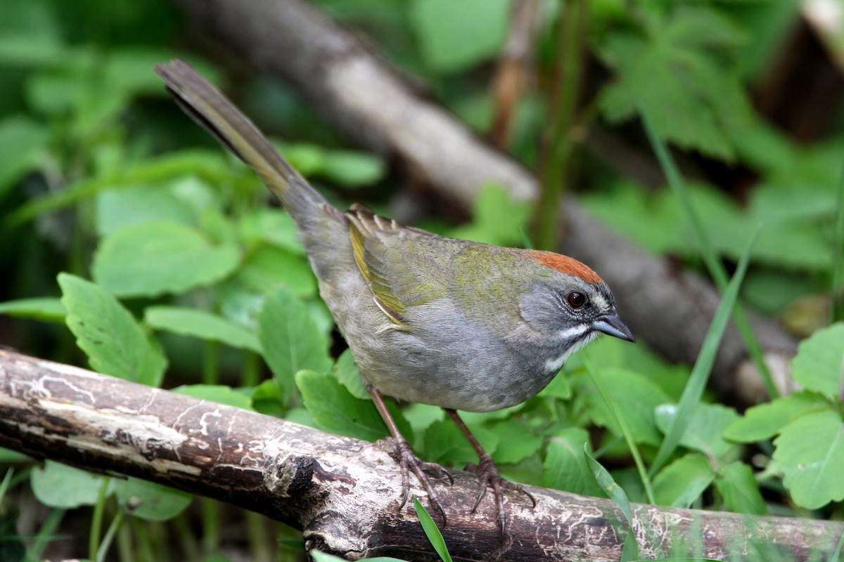 Green-tailed Towhee - ML373550161