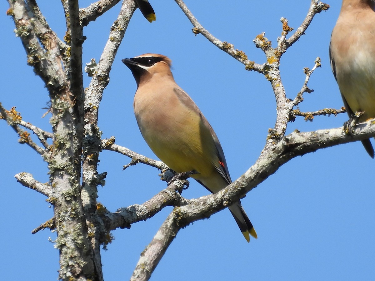 Cedar Waxwing - ML373552421