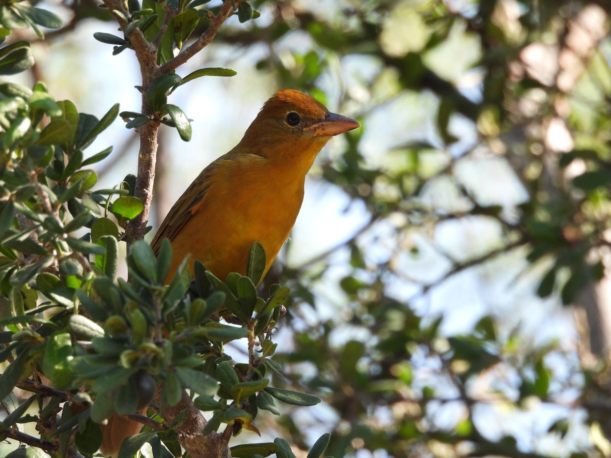 Summer Tanager - Louise Haney