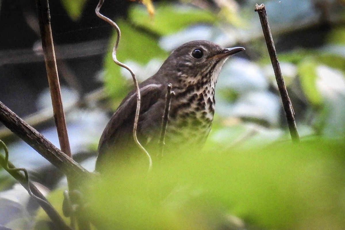 Gray-cheeked Thrush - ML373553311