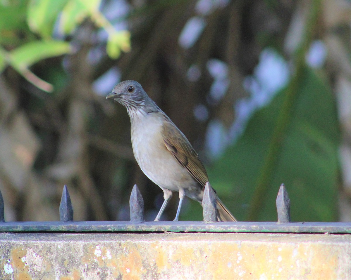 Pale-breasted Thrush - ML373557751