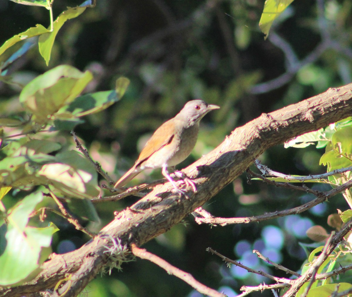 Pale-breasted Thrush - T L P L