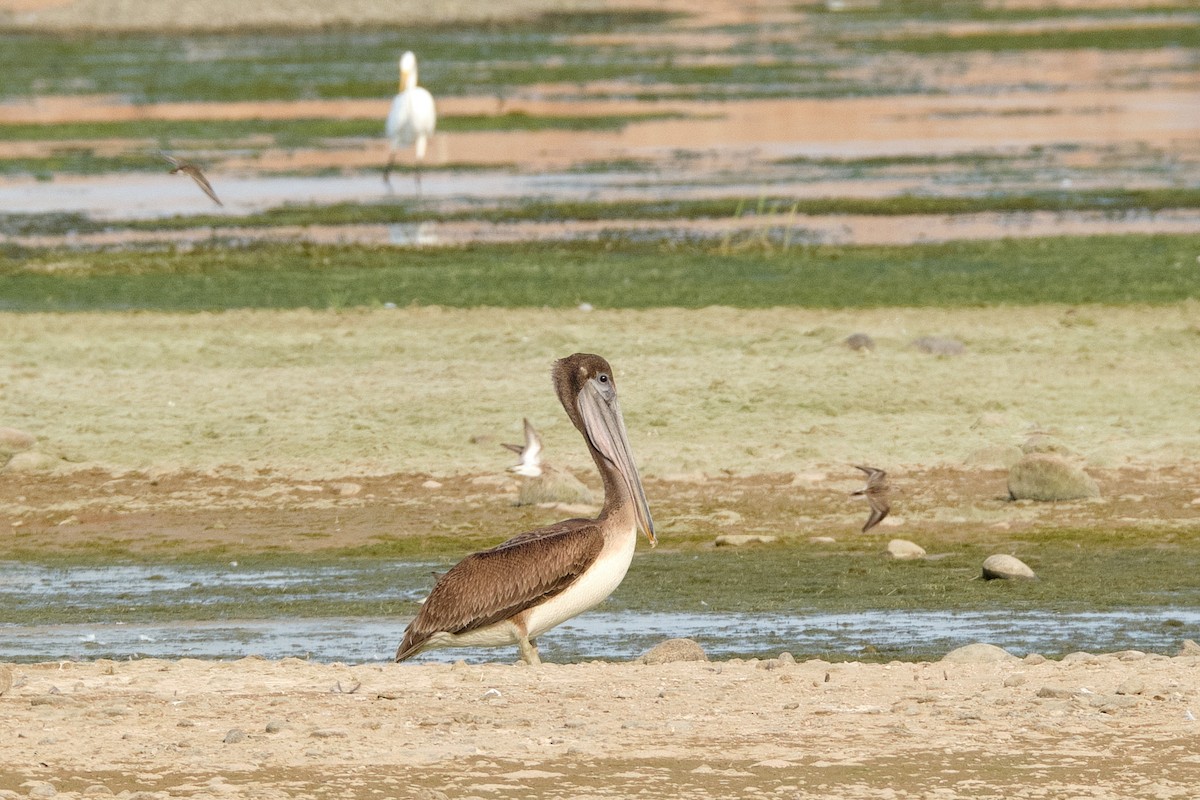 Brown Pelican - ML373559611