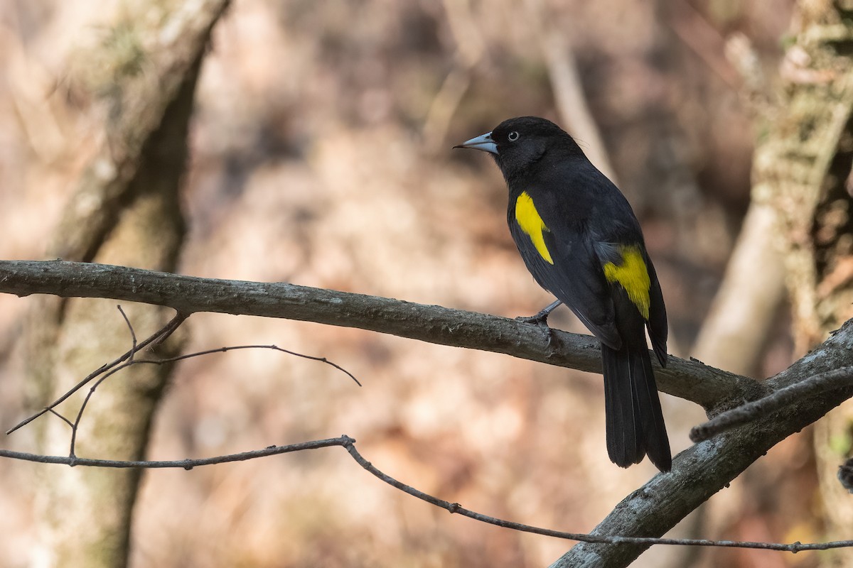 Golden-winged Cacique - ML373559911