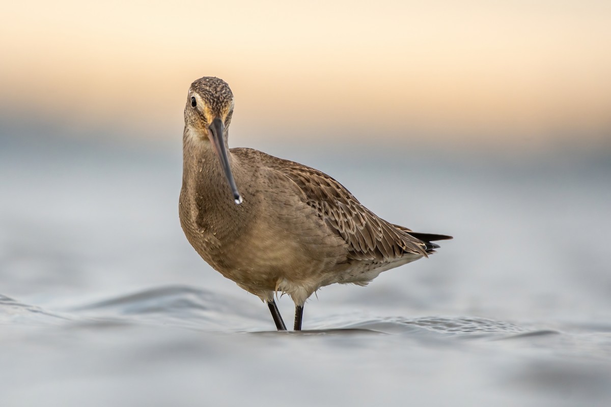 Hudsonian Godwit - ML373560651