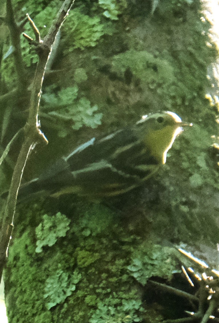 Black-and-white Warbler - Steve Wagner