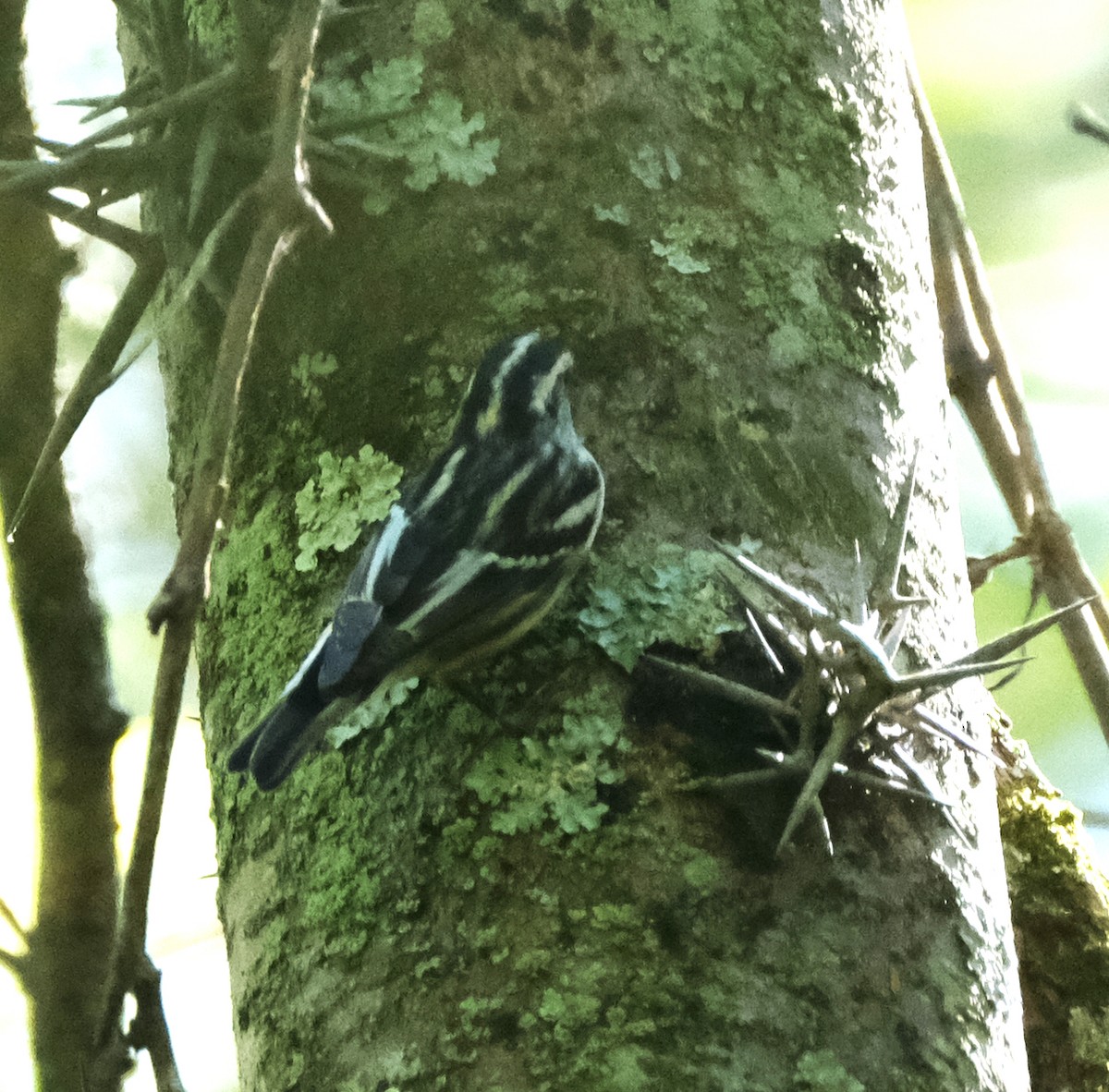 Black-and-white Warbler - ML373560971