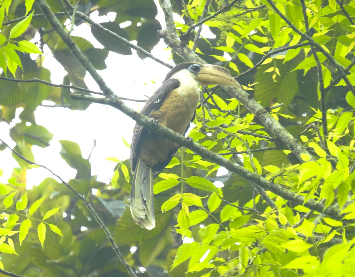 Brown Hornbill - Rajkumar Das