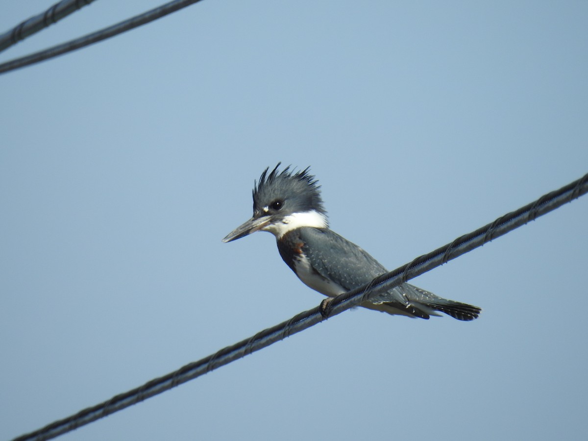 Belted Kingfisher - ML373562311