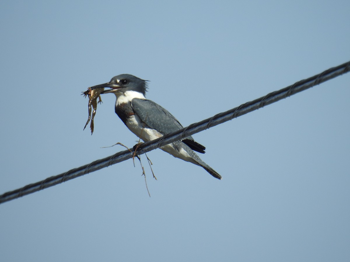 Belted Kingfisher - ML373562351