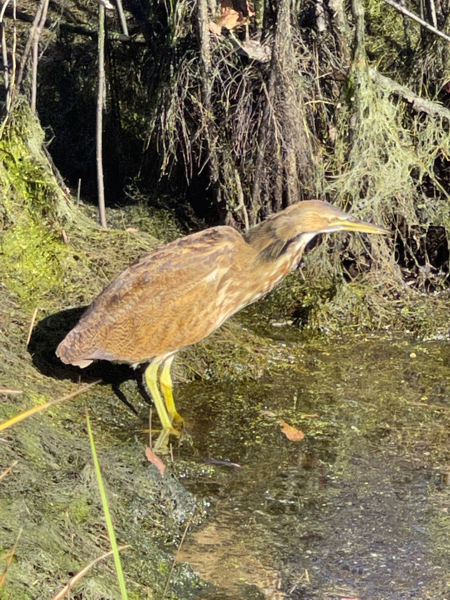 American Bittern - ML373562661