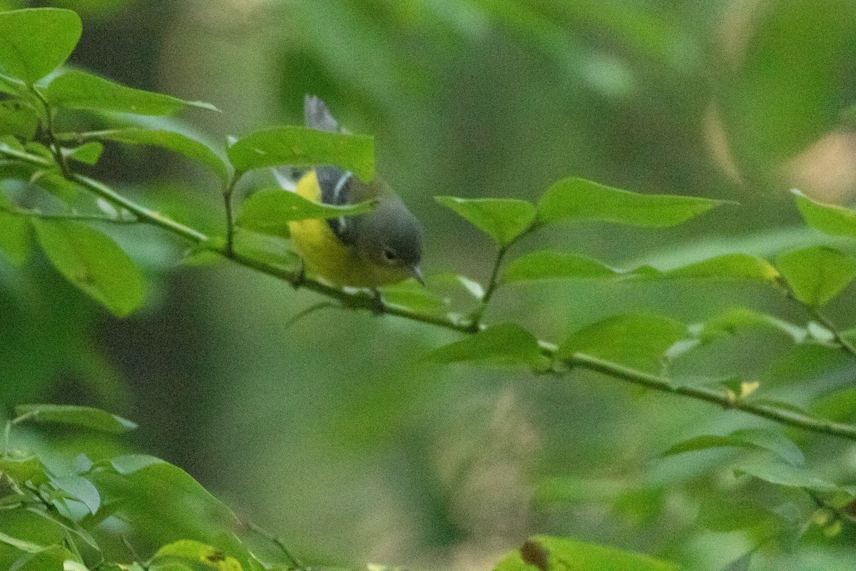 Magnolia Warbler - Timothy Graves