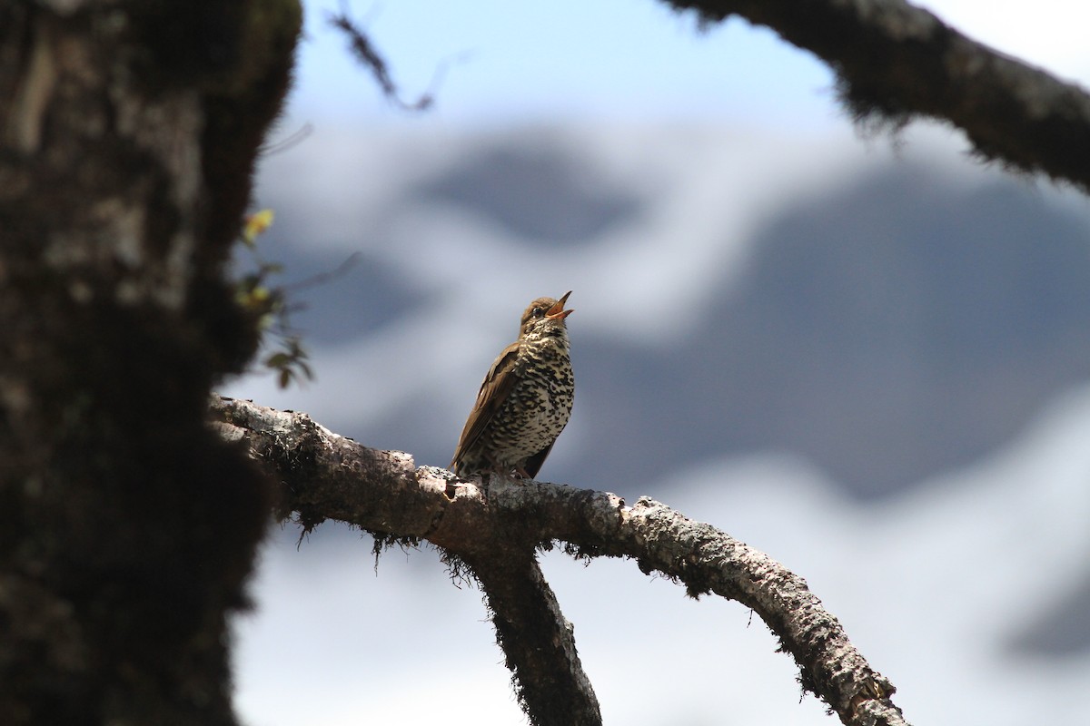 Himalayan Thrush - Min Zhao