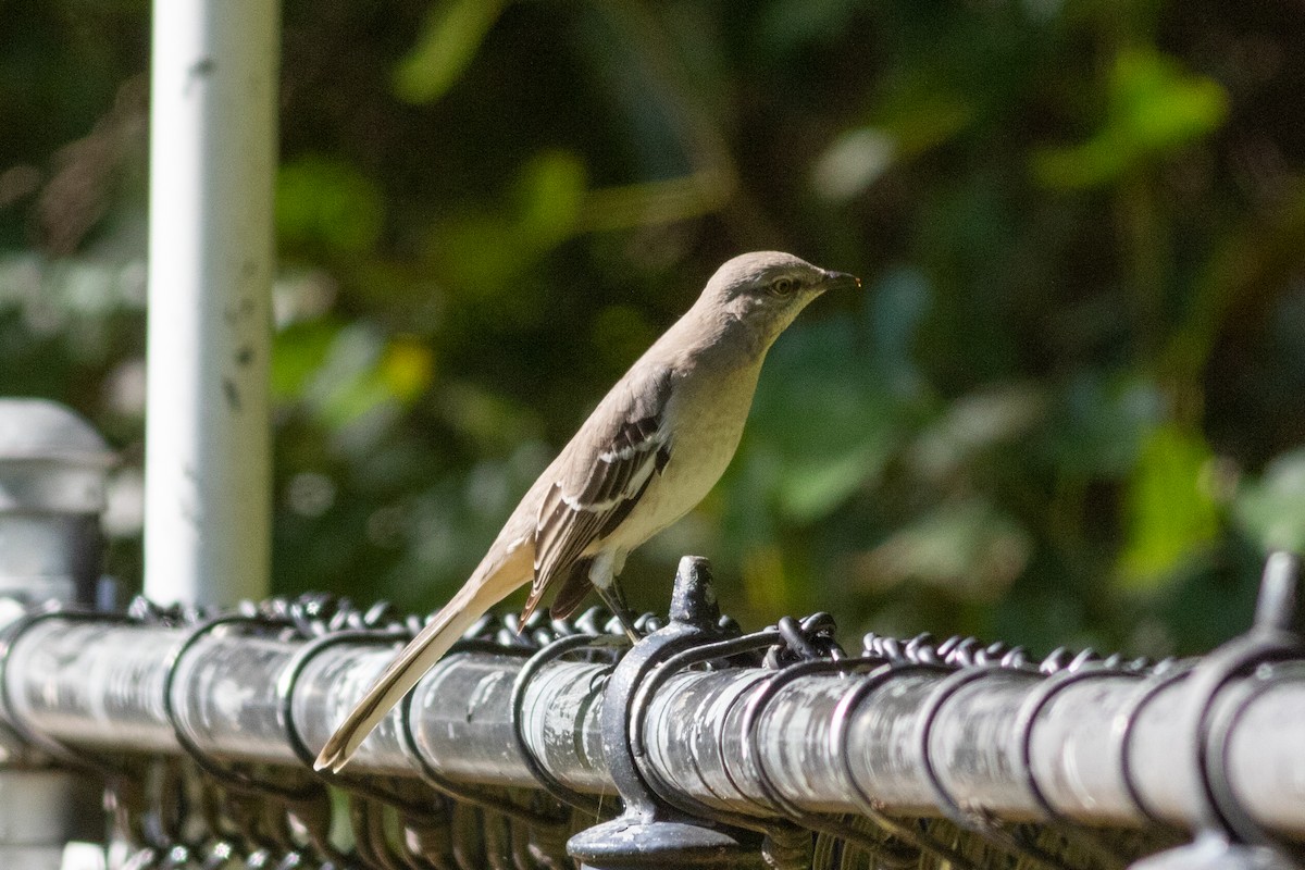 Northern Mockingbird - ML373564191