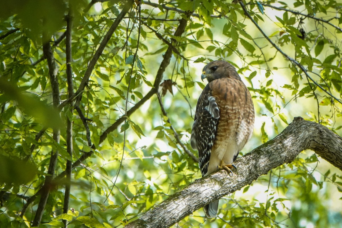 Red-shouldered Hawk - ML373565271