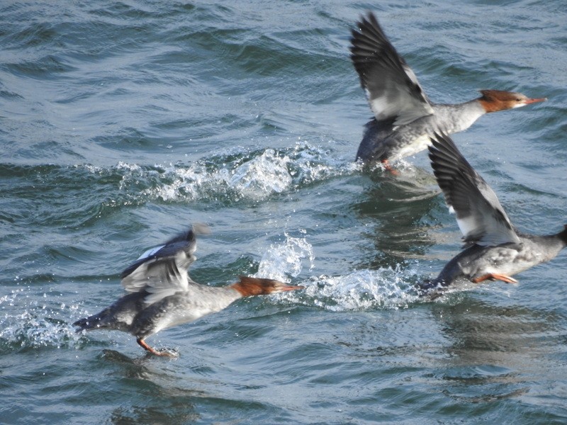 Common Merganser - ML373565291