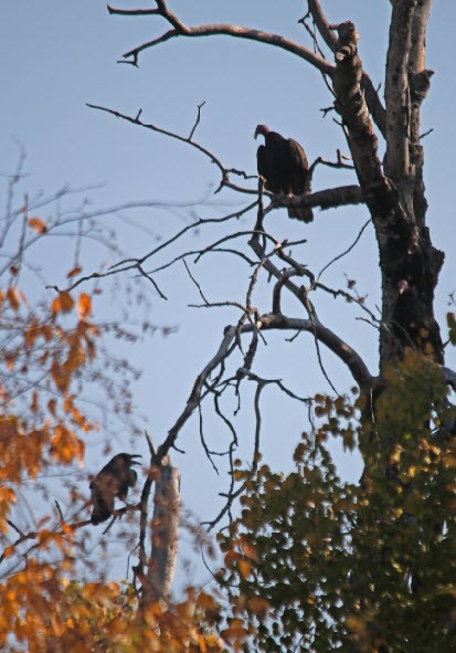 Turkey Vulture - Jock McCracken