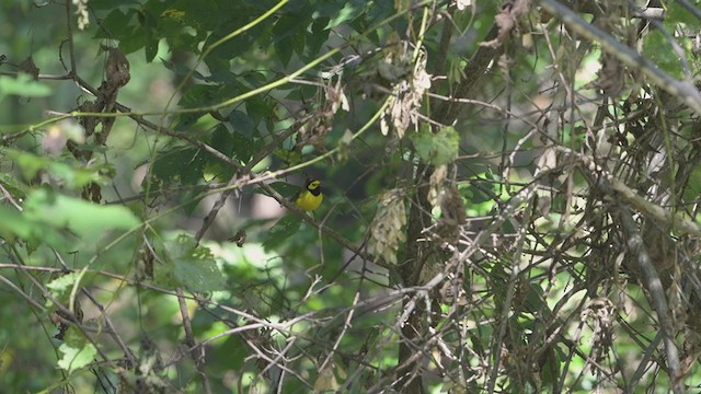 Hooded Warbler - ML373567571