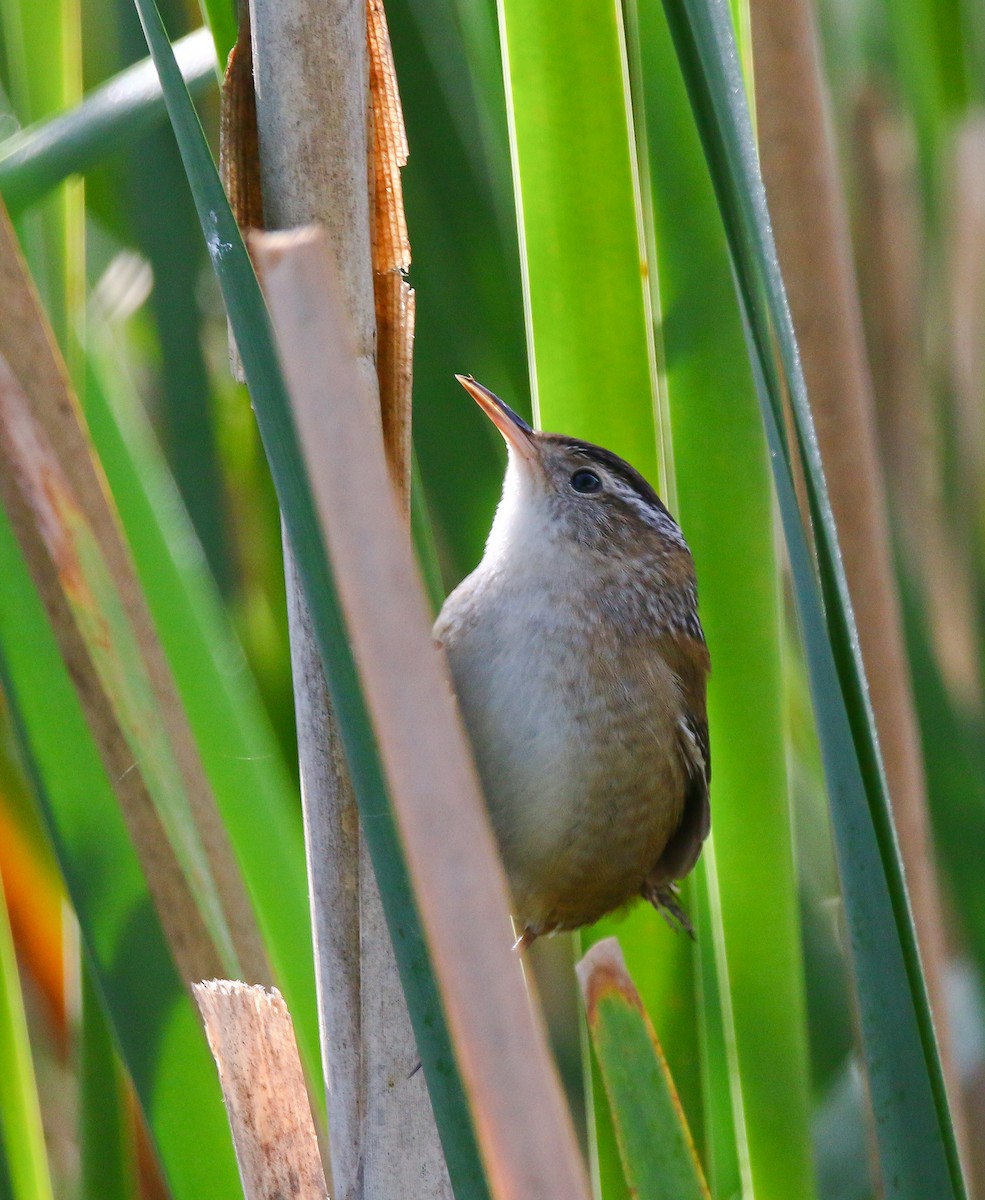 Marsh Wren - ML373568641