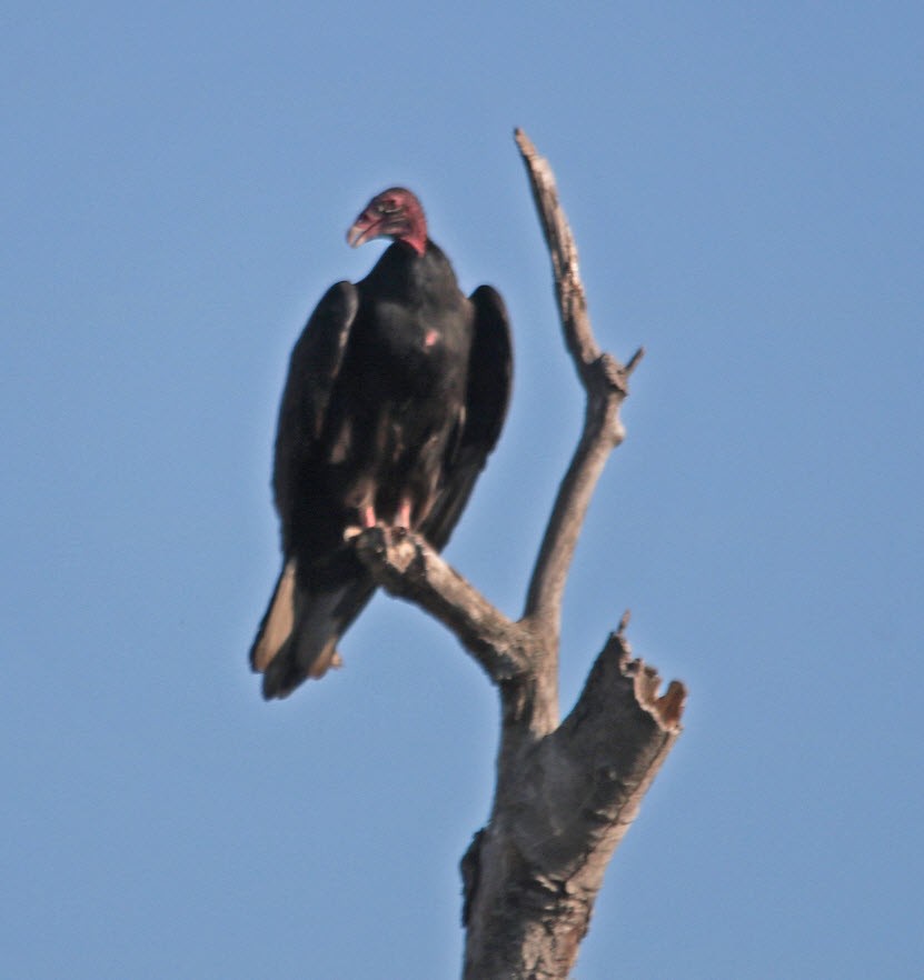 Urubu à tête rouge - ML373568761