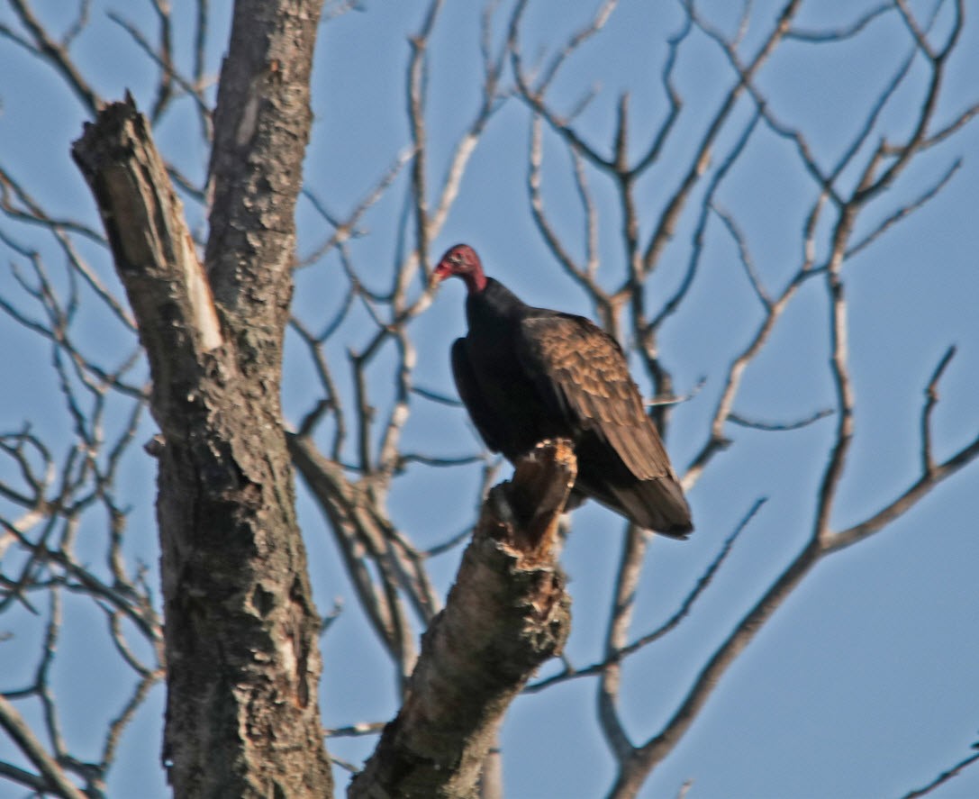 Turkey Vulture - ML373568771