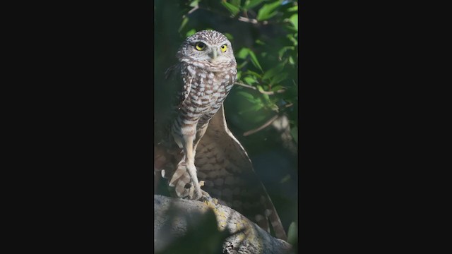 Burrowing Owl - ML373570941