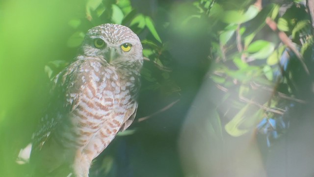 Burrowing Owl - ML373570971