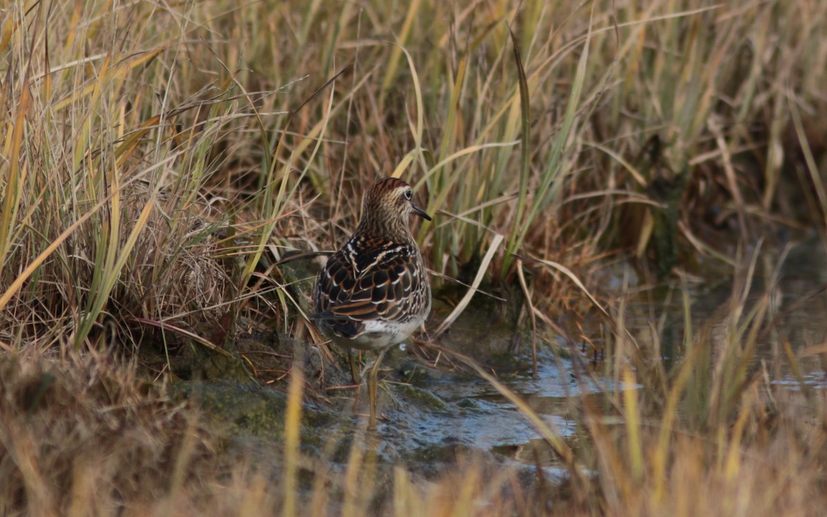 Sharp-tailed Sandpiper - ML373572501