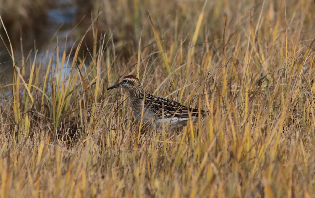 Sharp-tailed Sandpiper - ML373572541