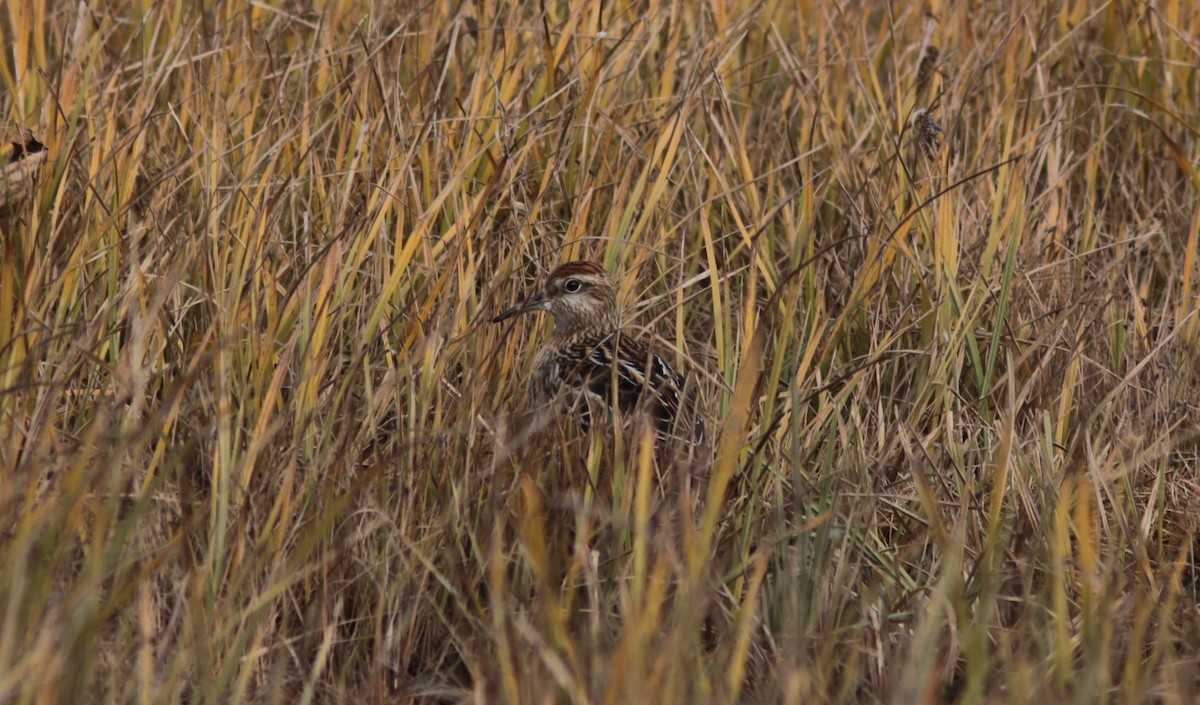 Sharp-tailed Sandpiper - ML373572551