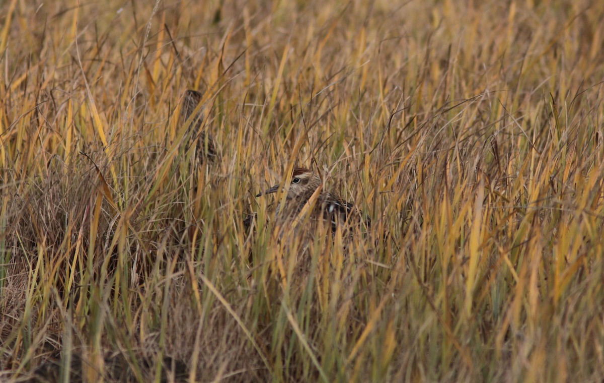 Sharp-tailed Sandpiper - ML373572581