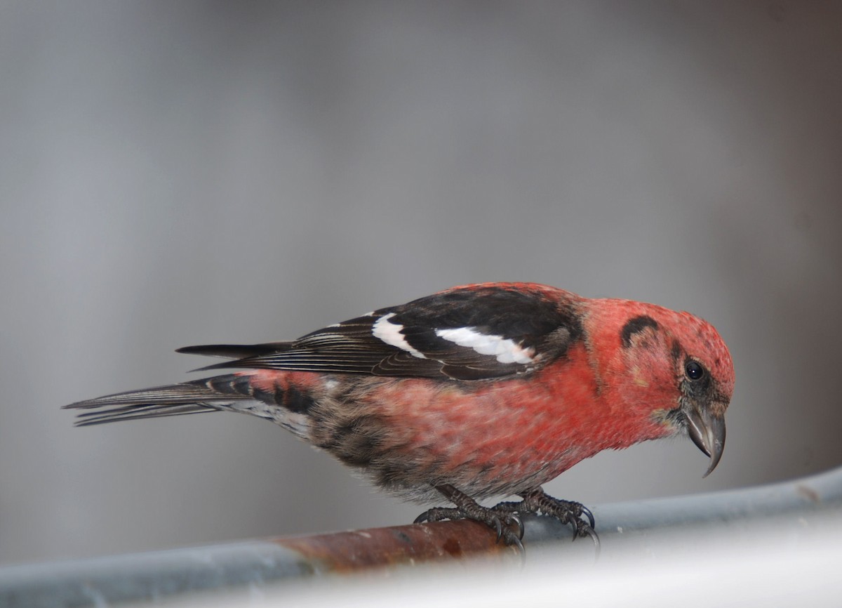 White-winged Crossbill - ML373573561