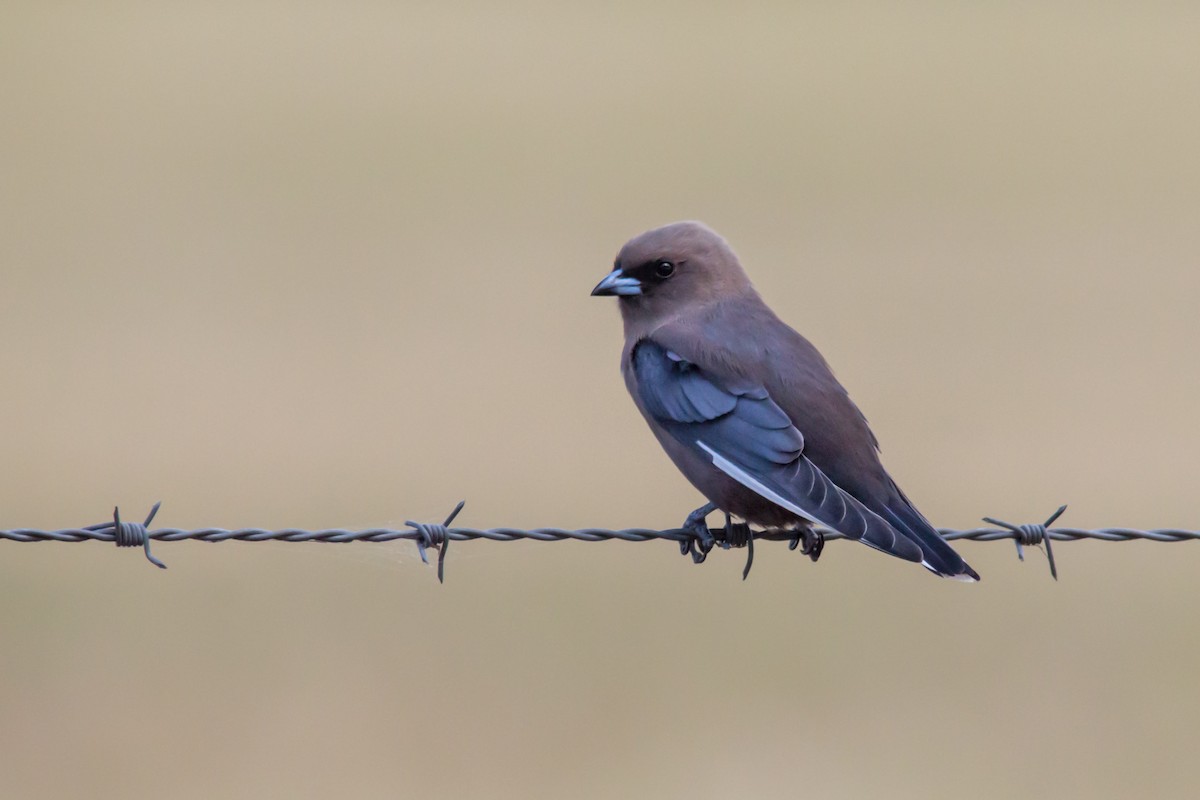 Dusky Woodswallow - Andrew Allen