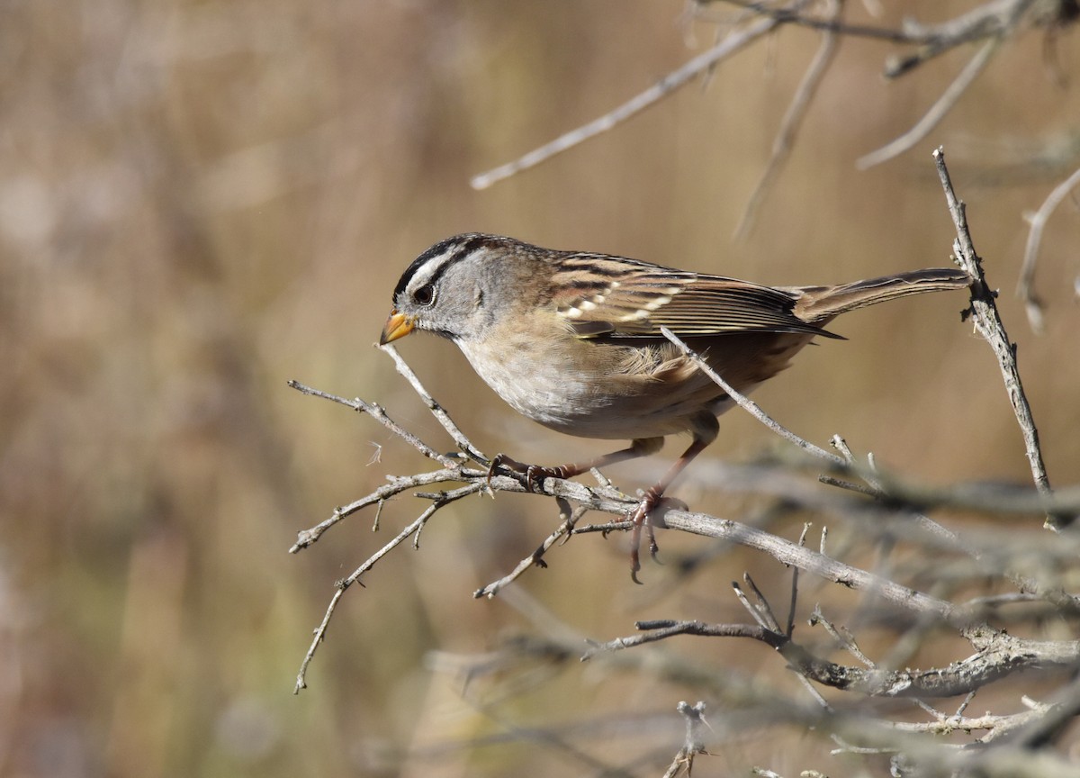 White-crowned Sparrow - ML373574711