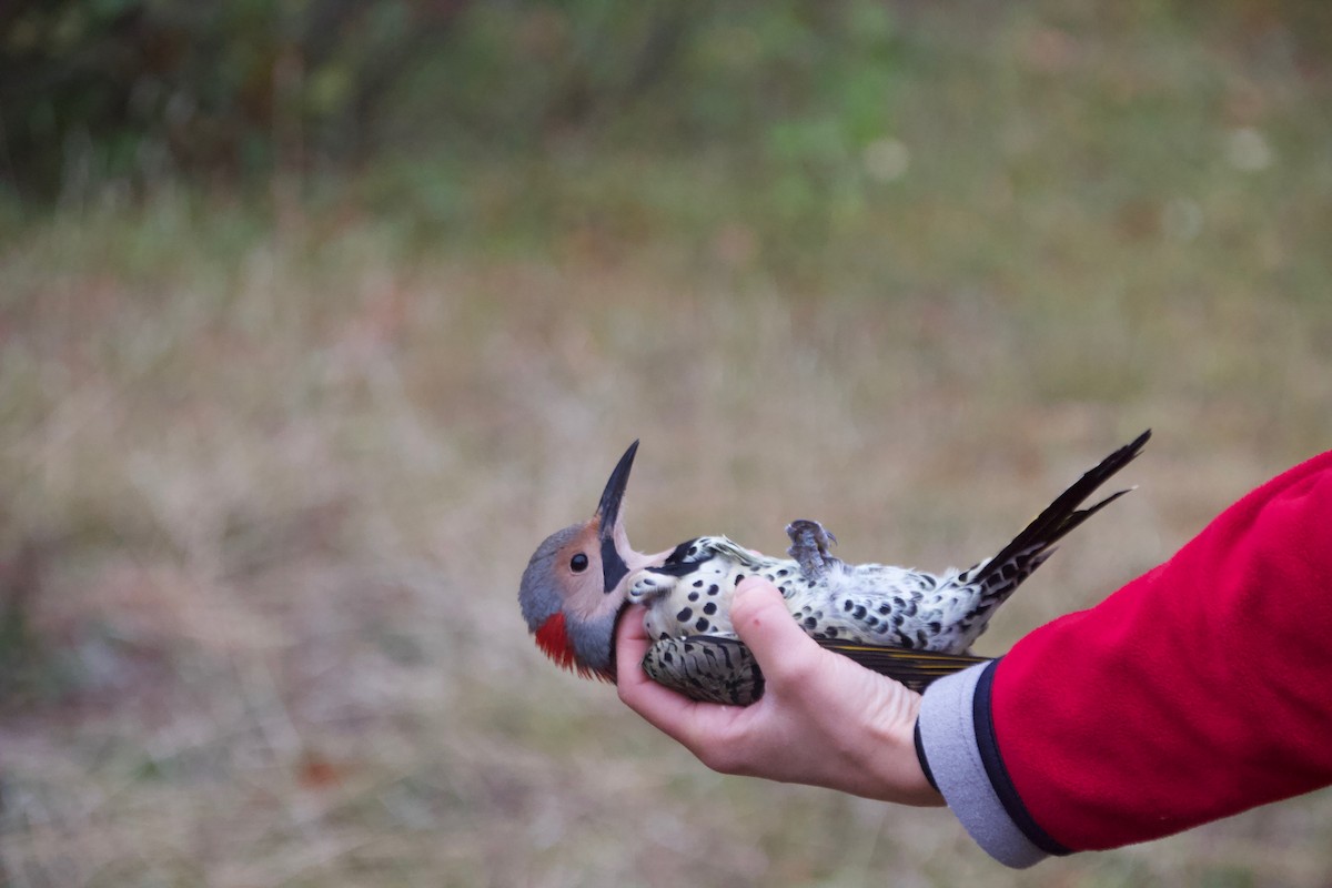 Northern Flicker - ML373575681