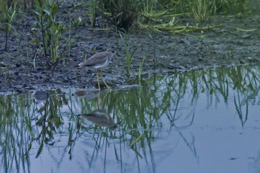 White-tailed Lapwing - ML37357581