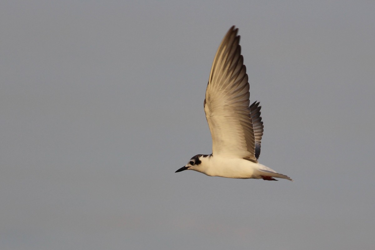 Gull-billed Tern - Tyler Joyner