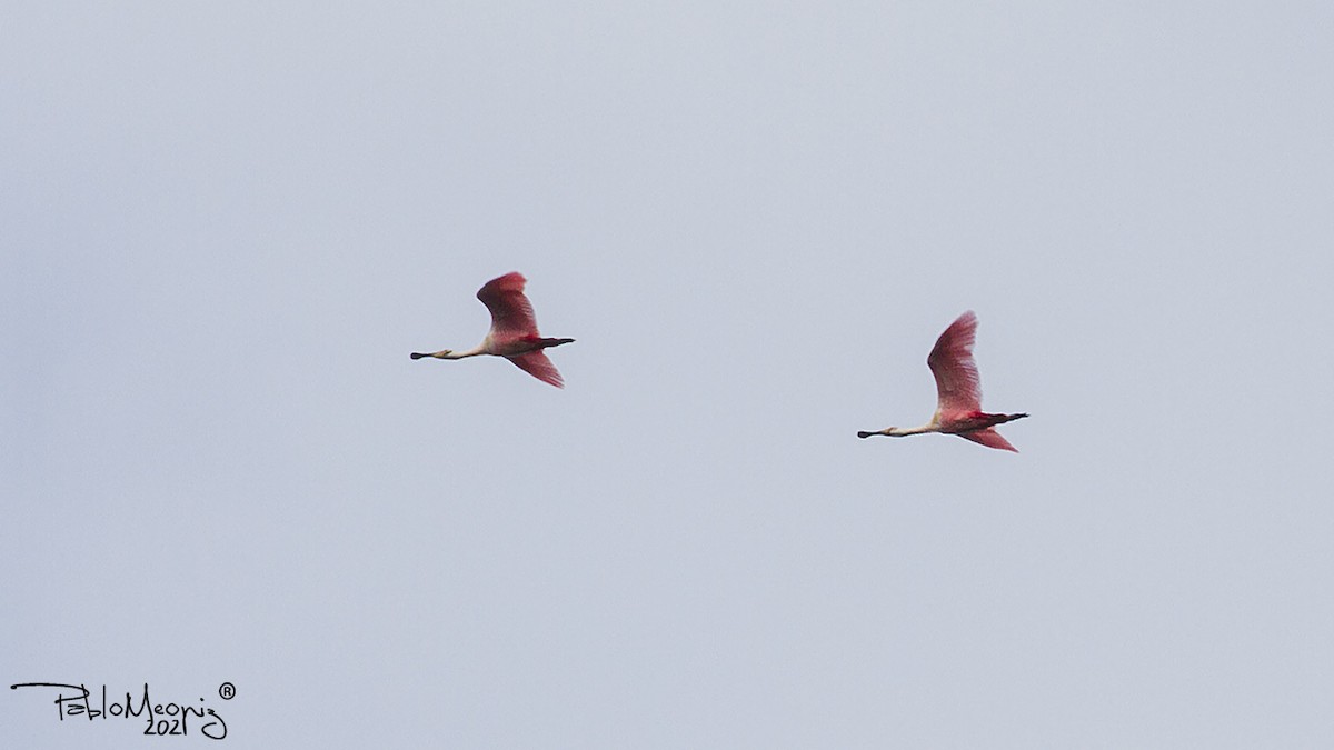 Roseate Spoonbill - ML373577641